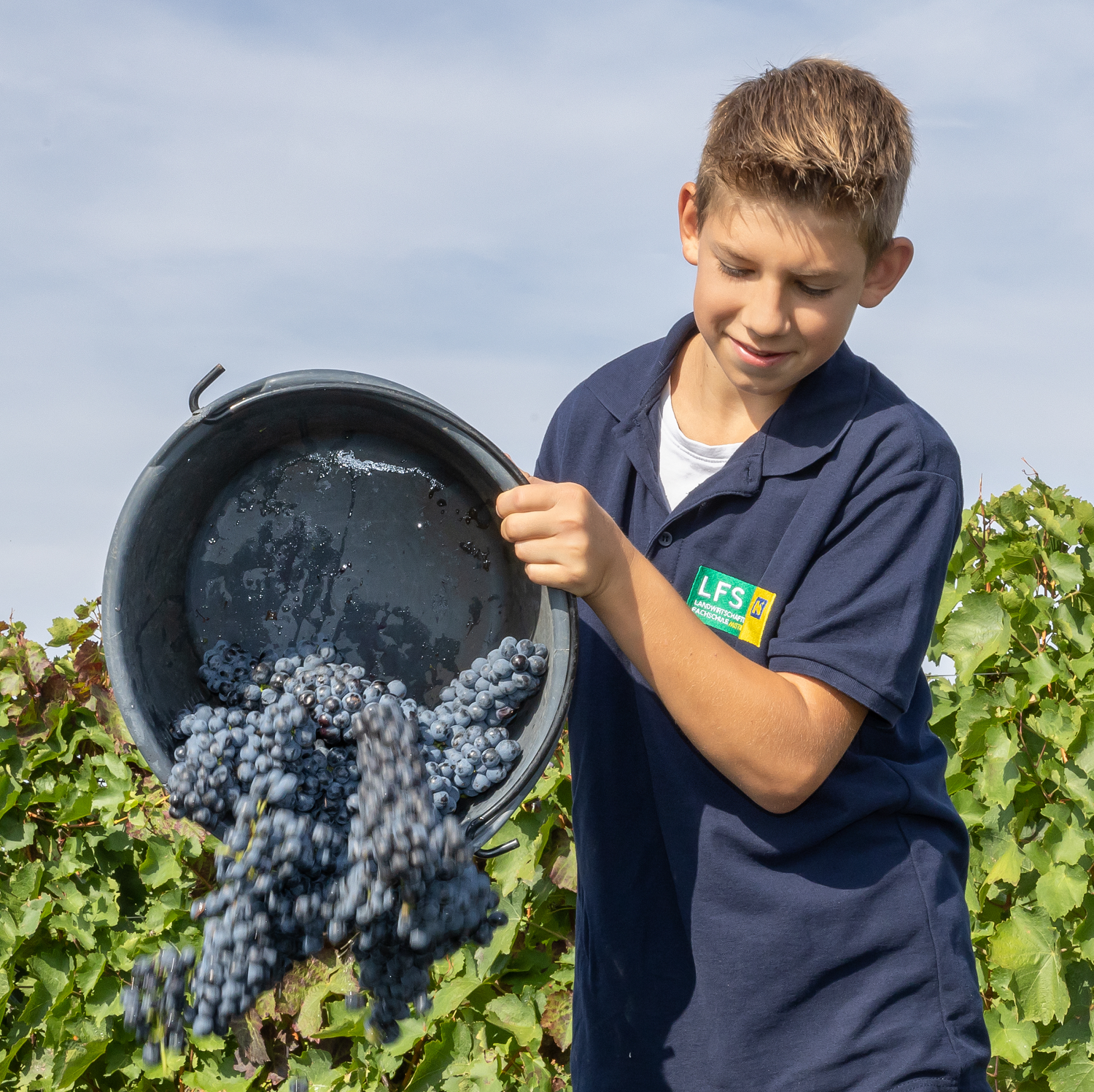 weinbau Wein